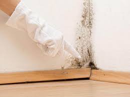 Best Environmental Consulting for Mold Prevention  in Arnold, CA